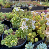 S.hirsutum ssp. baeticum Rouy cutting