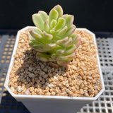 MELBOURNE SYDNEY ADELAIDE QUEENSLAND CANBERRA VICTORIA NSW QUEENSLAND SOUTH AUSTRALIA ACT SUCCULENT 多肉 墨尔本 维多利亚 澳洲 澳大利亚 悉尼 新南威尔士 阿德莱德 南澳 昆士兰 布里斯本 黄金海岸 多肉植物 堪培拉 Sedum joyce tulloch variegated 塔洛克锦