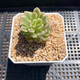 Sedum joyce tulloch variegata