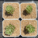 Sedum joyce tulloch variegata