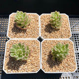 Sedum joyce tulloch variegata