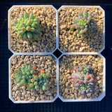 Sedum pachyphyllum crest S