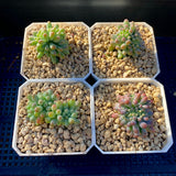 Sedum pachyphyllum crest S