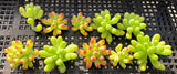 Sedum pachythyllum (CUTTING)