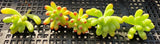 Sedum pachythyllum (CUTTING)