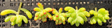 Sedum pachythyllum (CUTTING)