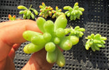 Sedum pachythyllum (CUTTING)
