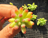 Sedum pachythyllum (CUTTING)