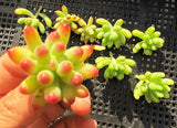 Sedum pachythyllum (CUTTING)