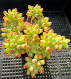 Sedum pachythyllum 剪枝,没有根 乙女心 MELBOURNE SYDNEY ADELAIDE QUEENSLAND CANBERRA VICTORIA NSW QUEENSLAND SOUTH AUSTRALIA ACT SUCCULENT 多肉 墨尔本 维多利亚 澳洲 澳大利亚 悉尼 新南威尔士 阿德莱德 南澳 昆士兰 布里斯本 黄金海岸 多肉植物 堪培拉