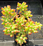 Sedum pachythyllum (CUTTING)
