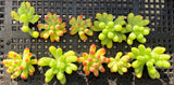 Sedum pachythyllum (CUTTING)