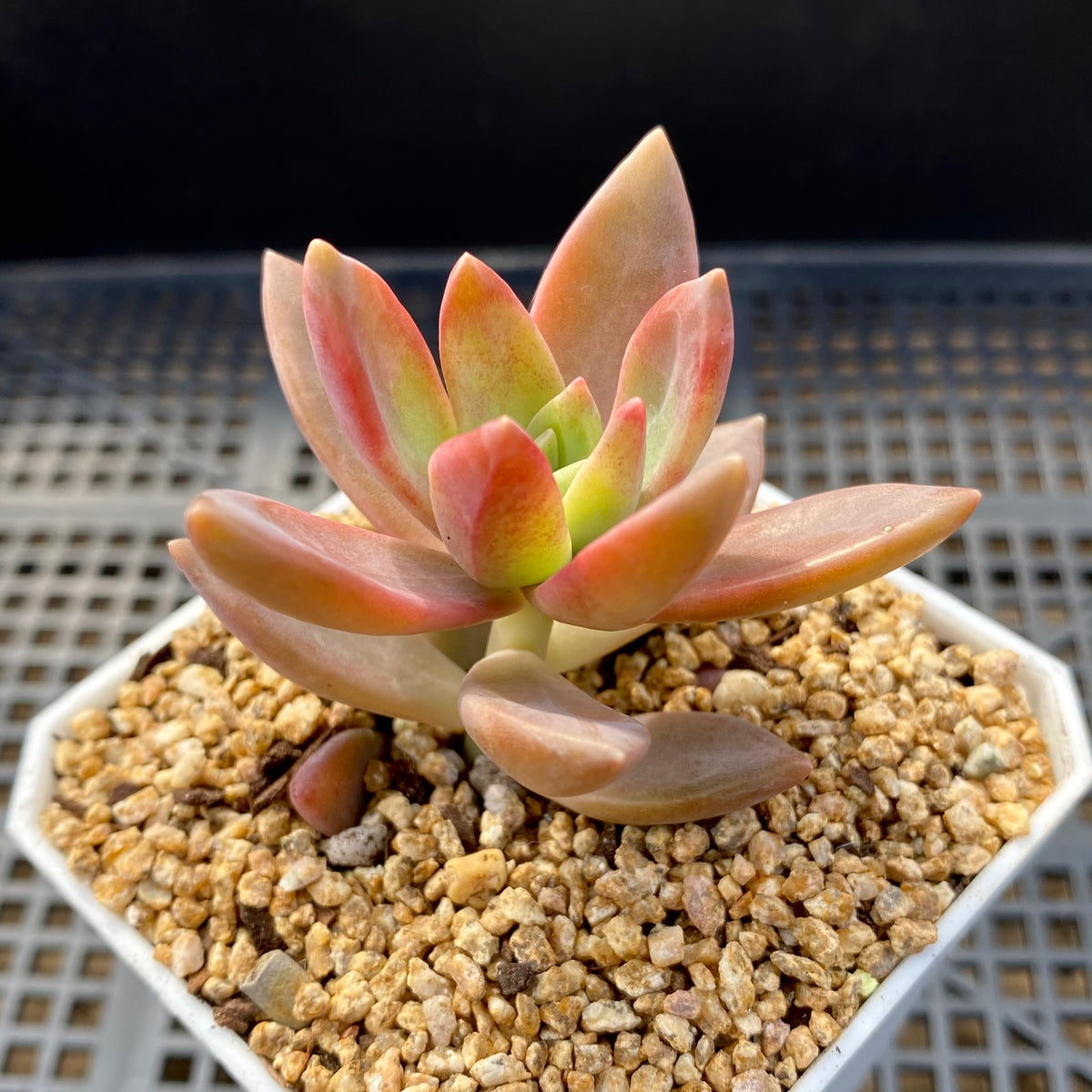 pat's pink succulent Sedum pat's pink – RNT SUCCULENTS