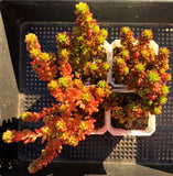Sedum red berry