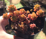 红色浆果 Sedum red berry MELBOURNE SYDNEY ADELAIDE QUEENSLAND CANBERRA VICTORIA NSW QUEENSLAND SOUTH AUSTRALIA ACT SUCCULENT 多肉 墨尔本 维多利亚 澳洲 澳大利亚 悉尼 新南威尔士 阿德莱德 南澳 昆士兰 布里斯本 黄金海岸 多肉植物 堪培拉