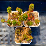 Sedum red berry