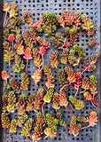 Sedum red berry