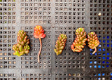 Sedum red berry