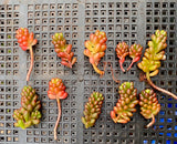 Sedum red berry