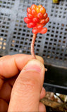 Sedum red berry