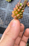 Sedum red berry