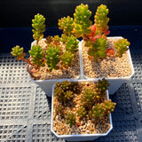 Sedum red berry