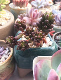 Sedum red berry