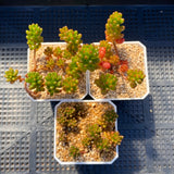 Sedum red berry