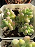 Sedum treleasei 'angel's tear'
