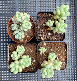 Sedum treleasei 'angel's tear'