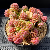 Sedum versadense