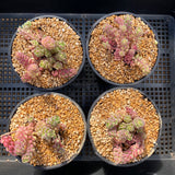Sedum versadense