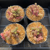 Sedum versadense