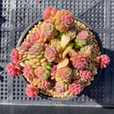 Sedum versadense