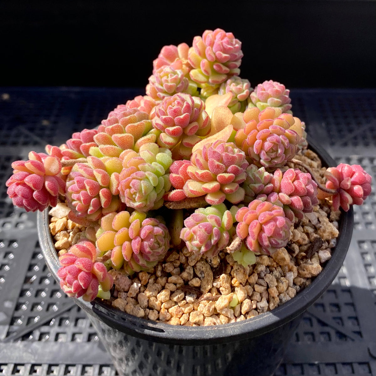 sedum versadense korean succulent Sedum versadense – RNT SUCCULENTS
