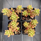 Sedum White Stonecrop