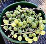 Senecio 'Angel's Tears' variegata 天使之泪锦 MELBOURNE SYDNEY ADELAIDE QUEENSLAND CANBERRA VICTORIA NSW QUEENSLAND SOUTH AUSTRALIA ACT SUCCULENT 多肉 墨尔本 维多利亚 澳洲 澳大利亚 悉尼 新南威尔士 阿德莱德 南澳 昆士兰 布里斯本 黄金海岸 多肉植物 堪培拉