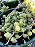 Senecio 'Angel's Tears'  variegata
