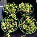 Senecio 'Angel's Tears'  variegata
