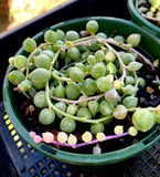 Senecio 'Angel's Tears'  variegata