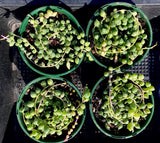 Senecio 'Angel's Tears'  variegata
