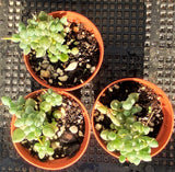 Senecio citriformis/Senecio pusillus 白寿乐/锦上珠 MELBOURNE SYDNEY ADELAIDE QUEENSLAND CANBERRA VICTORIA NSW QUEENSLAND SOUTH AUSTRALIA ACT SUCCULENT 多肉 墨尔本 维多利亚 澳洲 澳大利亚 悉尼 新南威尔士 阿德莱德 南澳 昆士兰 布里斯本 黄金海岸 多肉植物 堪培拉