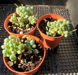 Senecio citriformis/Senecio pusillus 白寿乐/锦上珠 MELBOURNE SYDNEY ADELAIDE QUEENSLAND CANBERRA VICTORIA NSW QUEENSLAND SOUTH AUSTRALIA ACT SUCCULENT 多肉 墨尔本 维多利亚 澳洲 澳大利亚 悉尼 新南威尔士 阿德莱德 南澳 昆士兰 布里斯本 黄金海岸 多肉植物 堪培拉