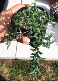 Senecio dolpin necklace (string of dolphins) 海豚项链/小海豚 MELBOURNE SYDNEY ADELAIDE QUEENSLAND CANBERRA VICTORIA NSW QUEENSLAND SOUTH AUSTRALIA ACT SUCCULENT 多肉 墨尔本 维多利亚 澳洲 澳大利亚 悉尼 新南威尔士 阿德莱德 南澳 昆士兰 布里斯本 黄金海岸 多肉植物 堪培拉