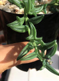 Senecio dolpin necklace (string of dolphins) 海豚项链/小海豚 MELBOURNE SYDNEY ADELAIDE QUEENSLAND CANBERRA VICTORIA NSW QUEENSLAND SOUTH AUSTRALIA ACT SUCCULENT 多肉 墨尔本 维多利亚 澳洲 澳大利亚 悉尼 新南威尔士 阿德莱德 南澳 昆士兰 布里斯本 黄金海岸 多肉植物 堪培拉