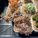 Crassula volkensii variegated