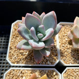 Pachyveria exotica powder puff