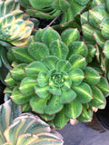 Aeonium starburst