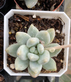 Pachyveria 'Elaine Reinelt'