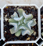 Echeveria topsy turvy